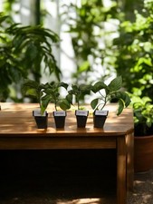 4x Space Chilli Plants Set –
