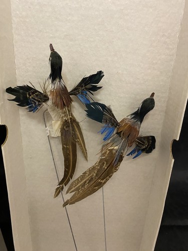 Pair birds pheasants - pair, of