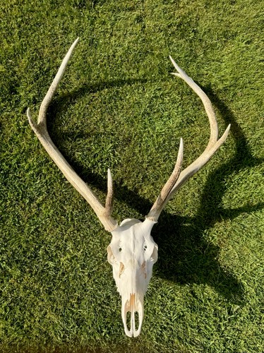 Real red deer skull - real,