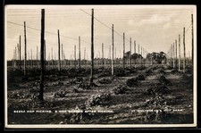 Postcard Hop Picking: A Hop