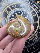 Ammonite fossil with opalesent - ammonite,