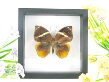 Common Faun - real beautiful