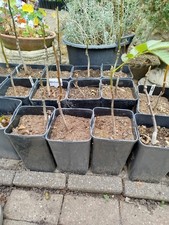 Young Walnut Trees x 10 bare root 2 year old Walnut Trees