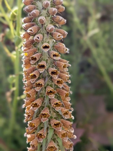 Digitalis parviflora - ,