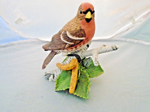 Lenox common redpoll - common,