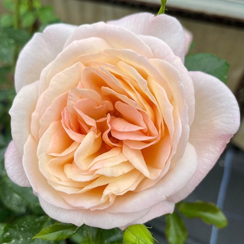 Climbing rose lily - climbing,