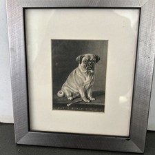 Pug Dog Print Black And White In Frame With Mount