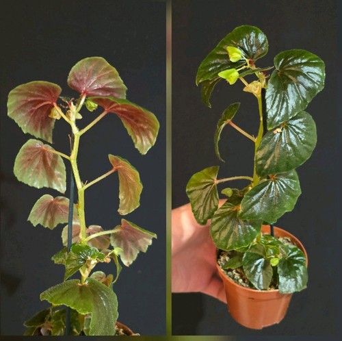 Begonia unknow beautiful - begonia, unknow.