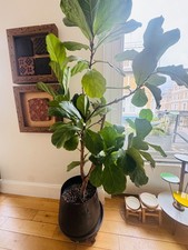 Real Live Tall Fiddle Leaf