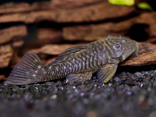 Black chubby pleco l056 3 - black, 2.5-3