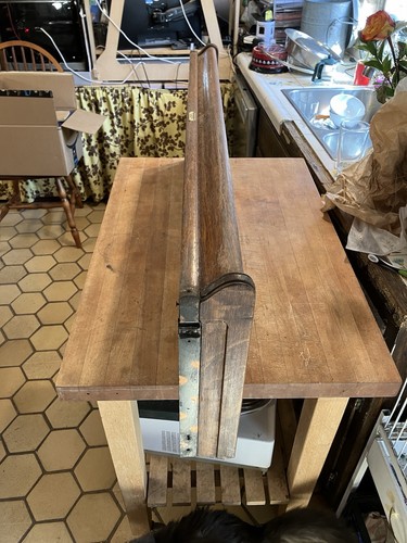 Ant oak globe wernicke - ant,