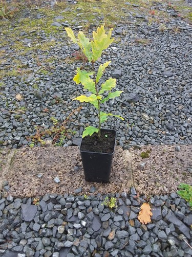 Irish oak tree sapling - irish,