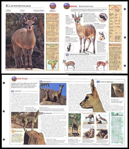 Fold out sheet klipspringer - sheet,
