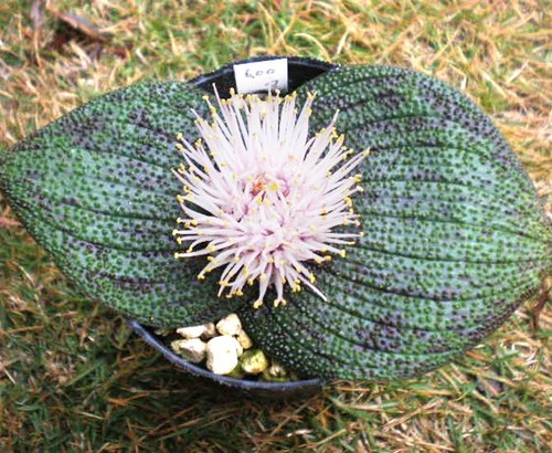 Massonia pustulata 10 seeds - pustulata,