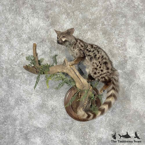 32242 african genet - #32242,