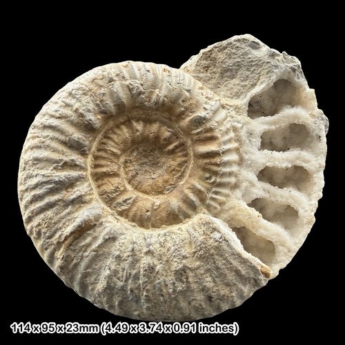 Pleuroceras solare ammonite - pleuroceras,