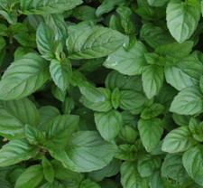 Lime Mint  - Aromatic