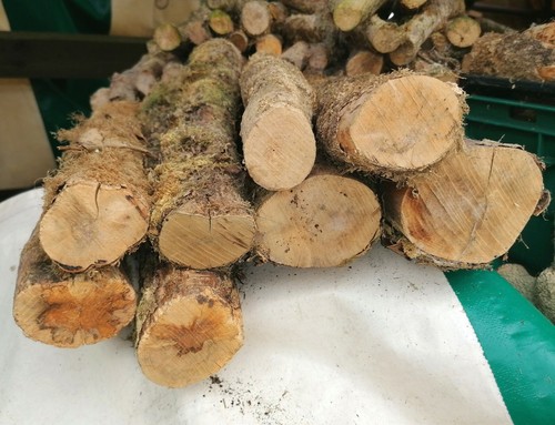 Boxwood logs for woodturning - logs,