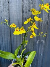 Oncidium, IN BLOOM, Wonderful