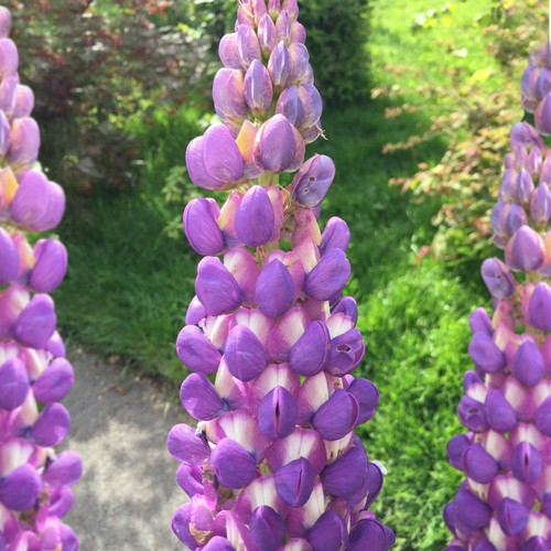 Lupinus shirley anne purple - anne,