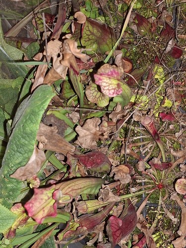 Sarracenia cold hardy - sarracenia,,