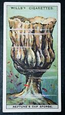 SEA SPONGE  Neptune's Cup Sponge  Vintage 1928 Illustrated Card