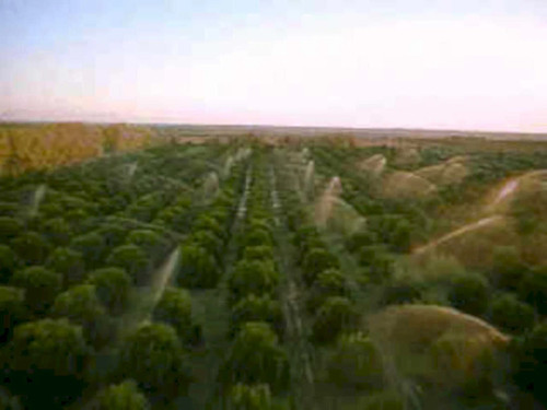 Orchard irrigation trees1980s - irrigation,