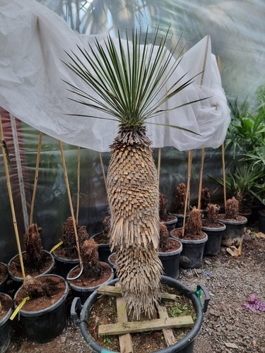 5ft inc pot yucca - 1,