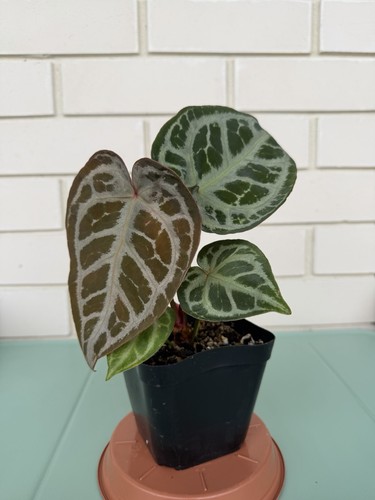 Anthurium skg silver - anthurium, (skg