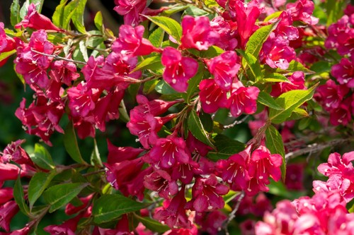 Weigela red prince 5 - weigela, 1.5-2l
