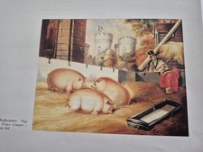 SUFFOLK & BEDFORSHIRE Pig,Farm