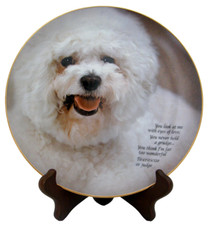 Bichon Frise "Eyes Of Love"