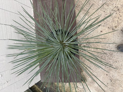 Agave plants - agave,