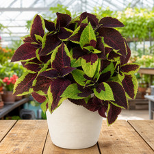 Pineapple Suprise Coleus - 2x