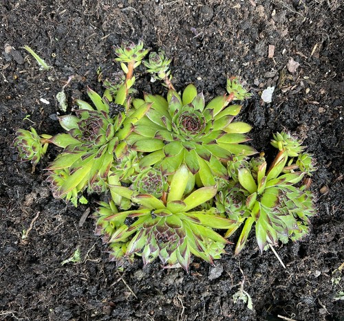 Sempervivum reinhard - x,