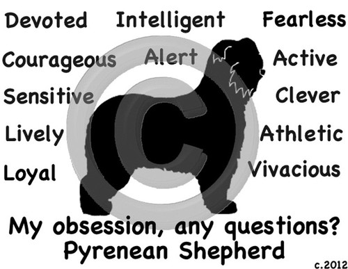 Pyrenean shepherd dog - dog, my
