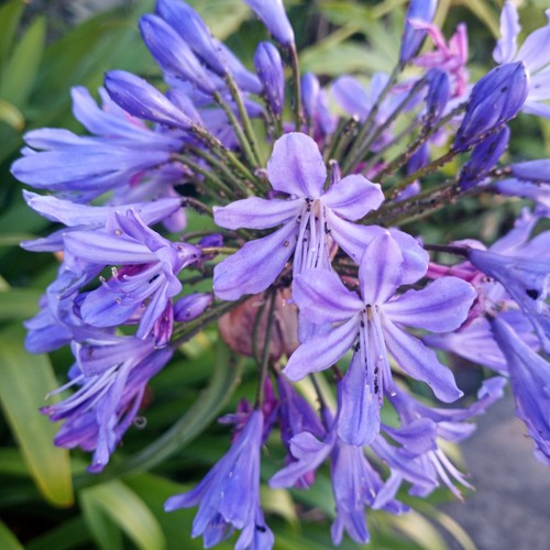 Seeds lily the - 30, blue