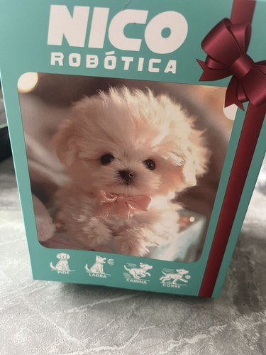 Nico electric puppy adorable - puppy,