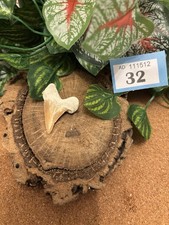 Authentic Fossil Otodus Shark