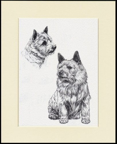 Norwich terrier dog - norwich, print
