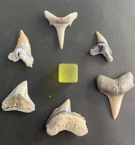 Different miocene fossil - different,