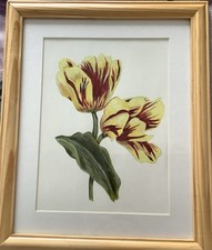Tulip