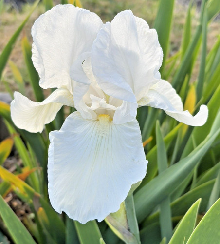 Bearded iris germanica the - iris,