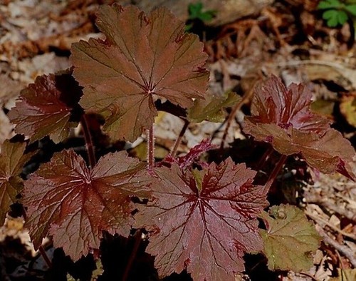 Giant heuchera bronze 9cm - giant, bronze-
