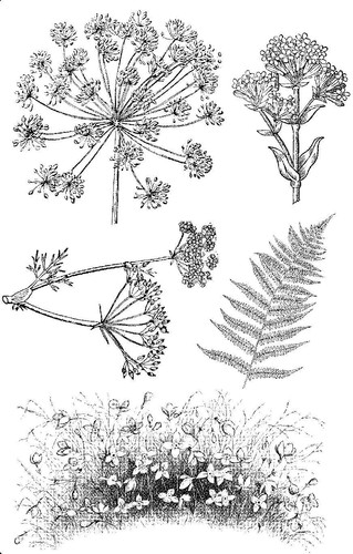 Stamp addicts wildflowers - stamp,