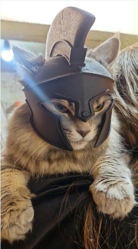 Spartan warrior cat helmet - spartan,