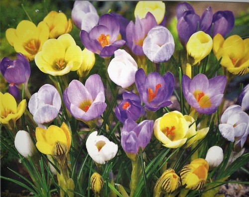 10x crocus species mixed - 10x,