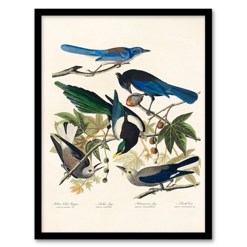 John james audubon framed - audubon, wall