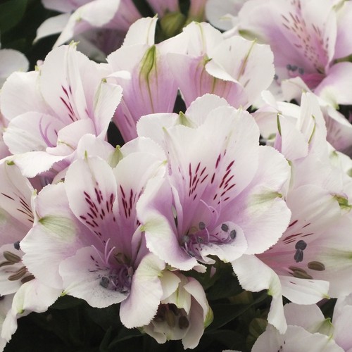 Alstroemeria peruvian lily - peruvian,