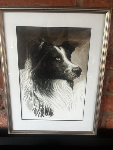 Signed border collie - collie, dog